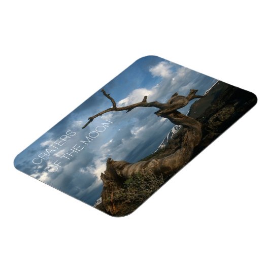 Twisted Limber Pine Trunk, Craters van de maan Magneet (Linkerzijde)