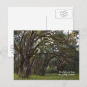 Twisted Live Oaks Briefkaart (Voorkant / Achterkant)