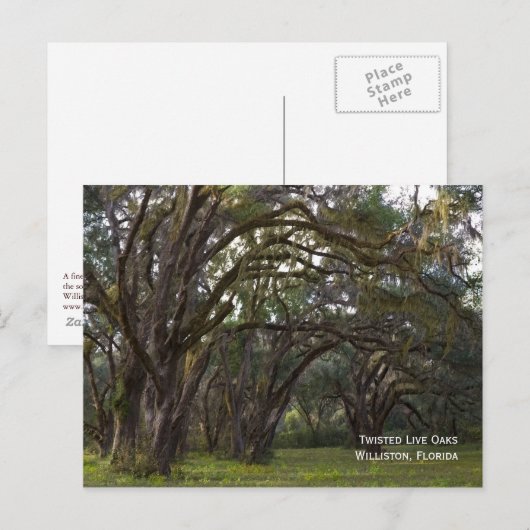 Twisted Live Oaks Briefkaart (Voorkant / Achterkant)