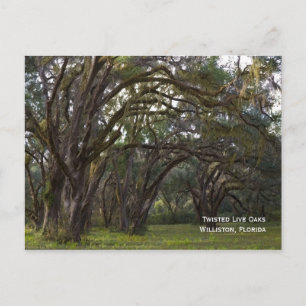 Twisted Live Oaks Briefkaart