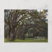 Twisted Live Oaks Briefkaart (Voorkant)