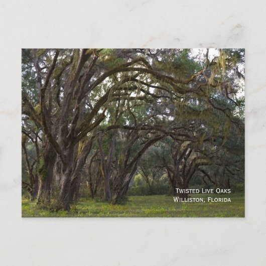 Twisted Live Oaks Briefkaart (Voorkant)