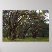 Twisted Live Oaks Print (Voorkant)