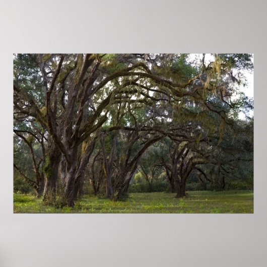 Twisted Live Oaks Print (Voorkant)