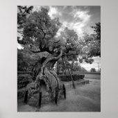 TWISTED TREE OF HORYUJI TEMPLE - NARA JAPAN POSTER (Voorkant)