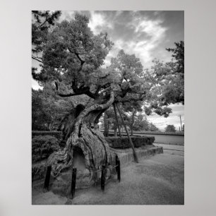 TWISTED TREE OF HORYUJI TEMPLE - NARA JAPAN POSTER