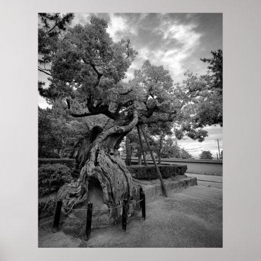TWISTED TREE OF HORYUJI TEMPLE - NARA JAPAN POSTER (Voorkant)