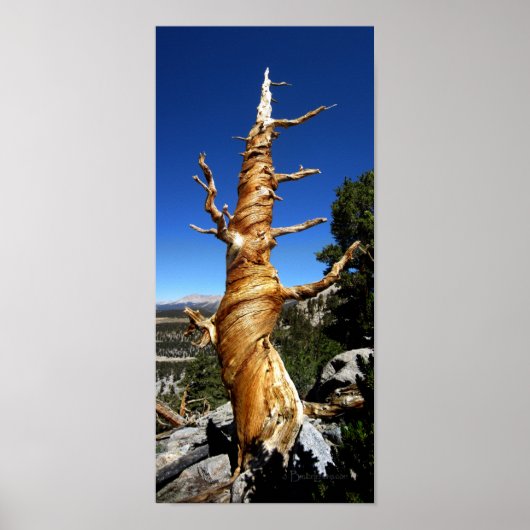 Twisty Foxtail Pine - Sierra Nevada Mountains Poster (Voorkant)