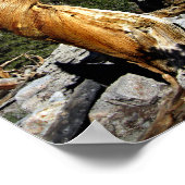 Twisty Foxtail Pine - Sierra Nevada Mountains Poster (Hoek)