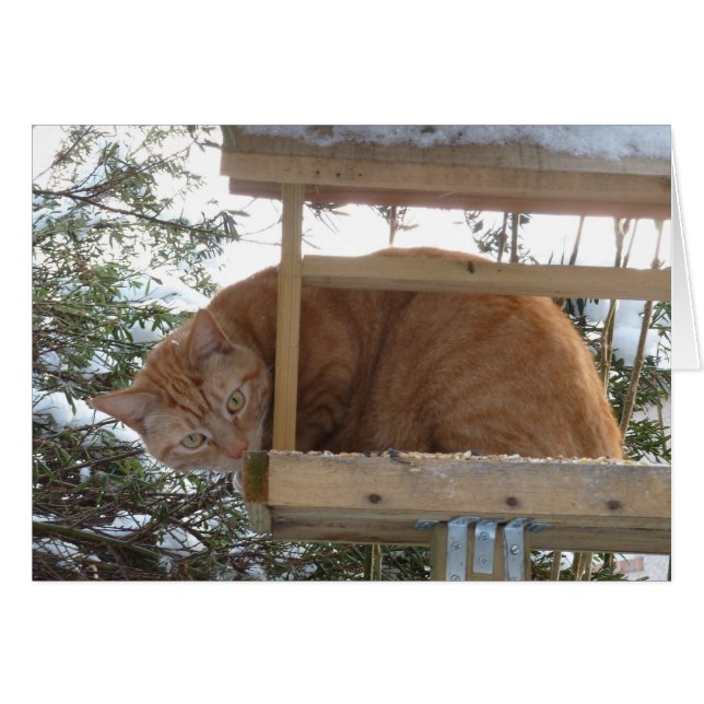 Twitter, Twitter? (Voorkant Horizontaal)