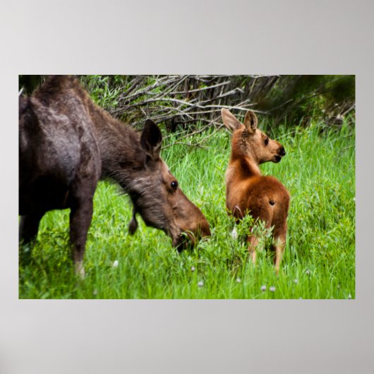 Two Alert Moose Mother And Baby Poster (Voorkant)