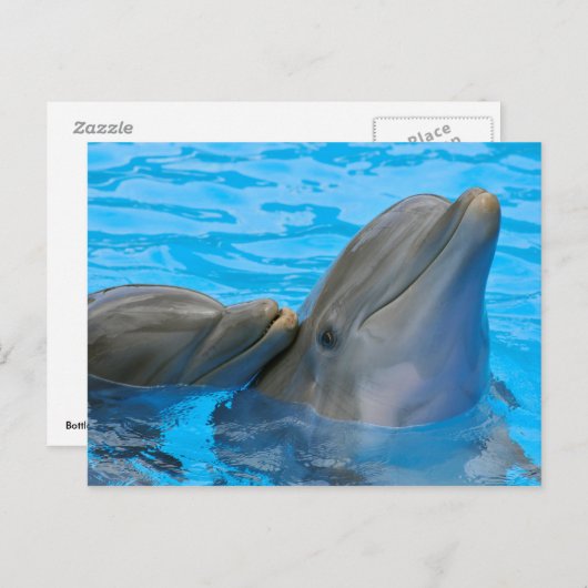 Two bottlenose dolphins briefkaart (Voorkant / Achterkant)