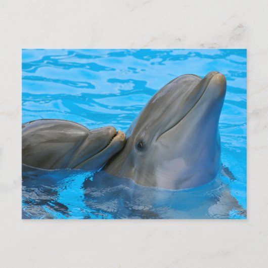 Two bottlenose dolphins briefkaart (Voorkant)