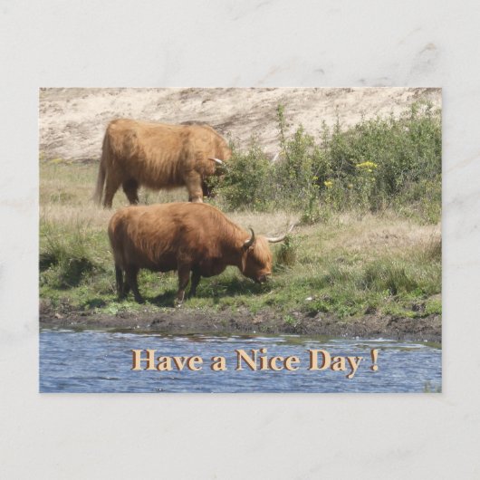 Two Brown Cows Cust. Have a Nice Day Postcard Feestdagenkaart (Voorkant)