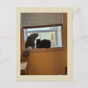 Two Cats on Window Briefkaart