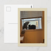 Two Cats on Window Briefkaart (Voorkant / Achterkant)