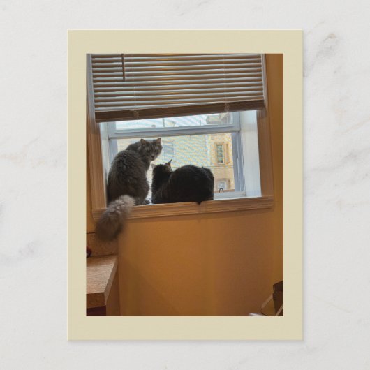 Two Cats on Window Briefkaart (Voorkant)