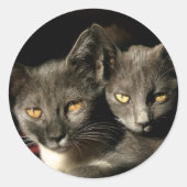 Two Cats Sticker (Voorkant)