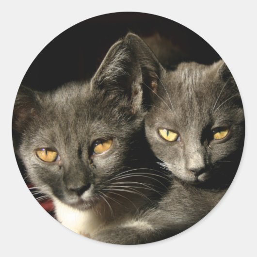 Two Cats Sticker (Voorkant)