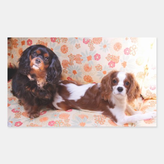 Two Cute Cavalier King Charles Spaniels Sticker (Voorkant)