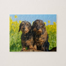 Two Cute Dachshund Dogs Dackel Foto - Game 8x10 Legpuzzel