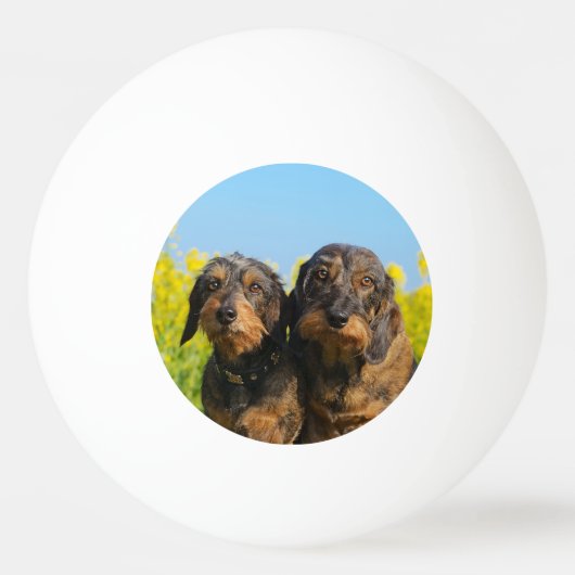 Two Cute Dachshund Dogs Dackel Portrait Foto Pingpongbal (Voorkant)