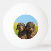 Two Cute Dachshund Dogs Dackel Portrait Foto Pingpongbal (Achterkant)