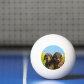 Two Cute Dachshund Dogs Dackel Portrait Foto Pingpongbal (Net)