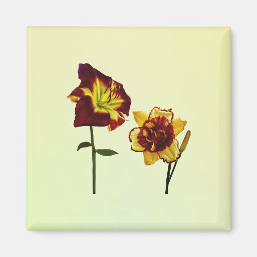 Two Daylilies having a Chat Magneet (Voorkant)