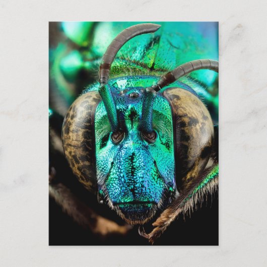 Two-Faced Bee Close-Up Briefkaart (Voorkant)