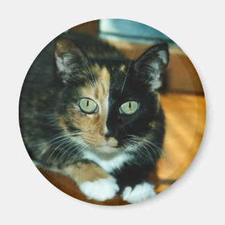 Two Faced Cat Magneet