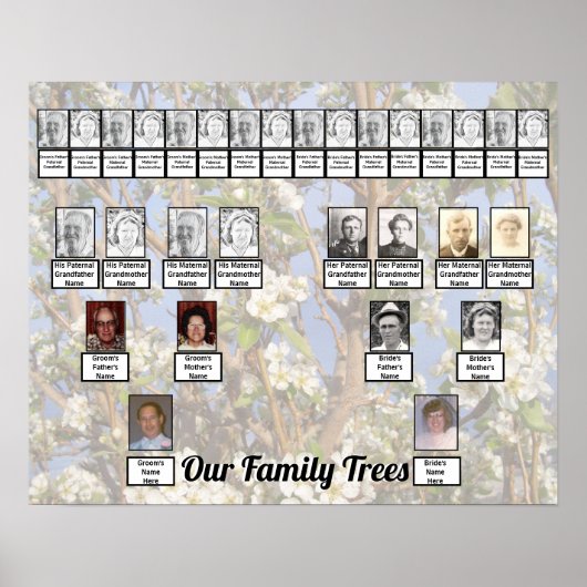 Two Family Trees on White Blossoms Photo     Poster (Voorkant)