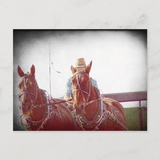 Two Horse Amish Team Faux Briefkaart (Voorkant)