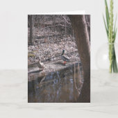 "Two Hyland Lake Mallards" - Hartelijk dank Kaart (Voorkant)
