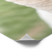 Two Llamas Poster (Hoek)