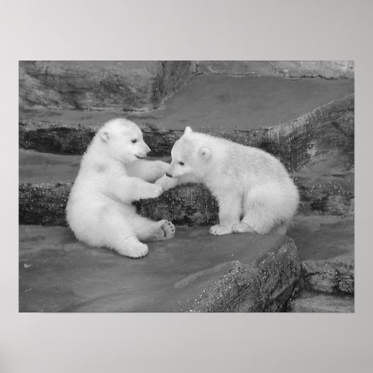 Two Polar Bear Cubs Poster (Voorkant)