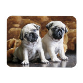 Two Pugs Magnet Magneet (Horizontaal)