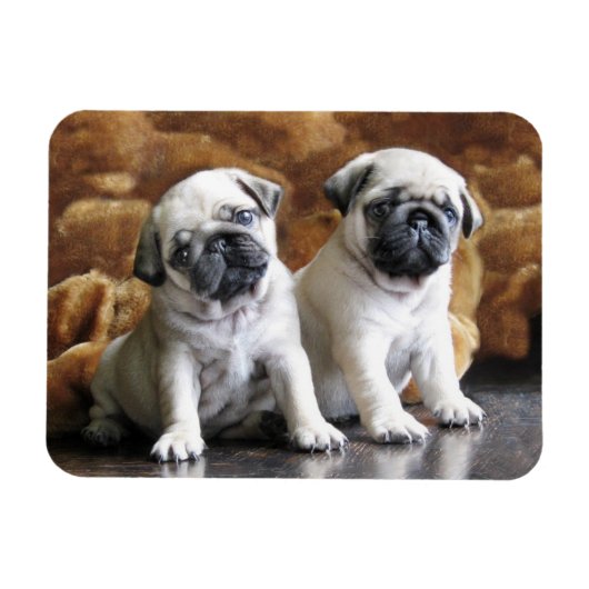 Two Pugs Magnet Magneet (Horizontaal)