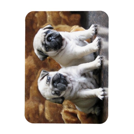 Two Pugs Magnet Magneet (Verticaal)
