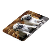 Two Pugs Magnet Magneet (Linkerzijde)