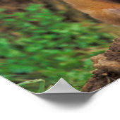 Two Red Fox Pups in Front of Their Den Poster (Hoek)