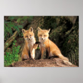 Two Red Fox Pups in Front of Their Den Poster (Voorkant)