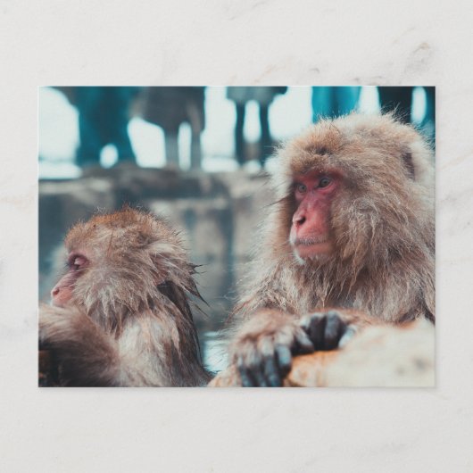 Two Snow Monkeys in Nagano, Japan Briefkaart (Voorkant)