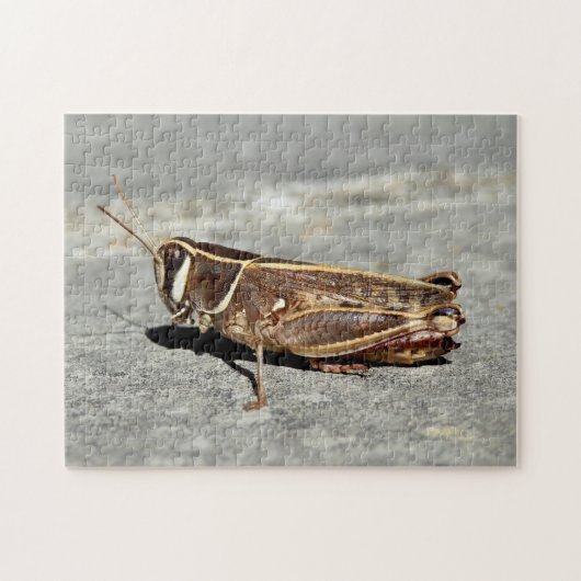 Two-Striped Grasshopper Foto Puzzle met Gift Box Legpuzzel (Horizontaal)