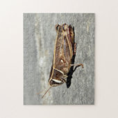 Two-Striped Grasshopper Foto Puzzle met Gift Box Legpuzzel (Verticaal)