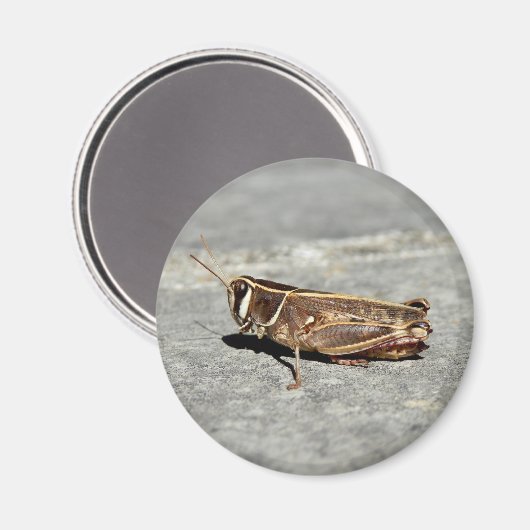 Two-Striped Grasshopper Magnet (Voorkant / Achterkant)