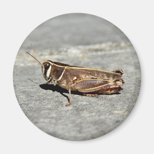 Two-Striped Grasshopper Magnet (Voorkant)
