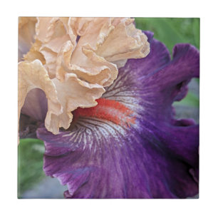 Two-tone Bearded Iris Bloom Floral Tegeltje