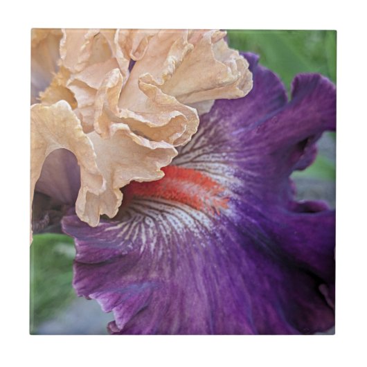 Two-tone Bearded Iris Bloom Floral Tegeltje (Voorkant)