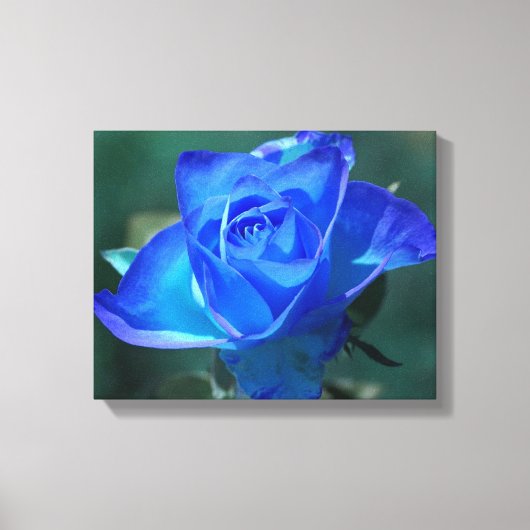 Two Tone Blue Roos Wrapped Canvas Afdruk (Voorkant)